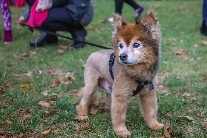 Adorable animals visit Cathedral of St. John the Divine during the Blessing of the Animals